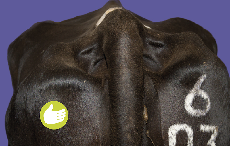 Rear view of a dairy cow showing rounded pins.